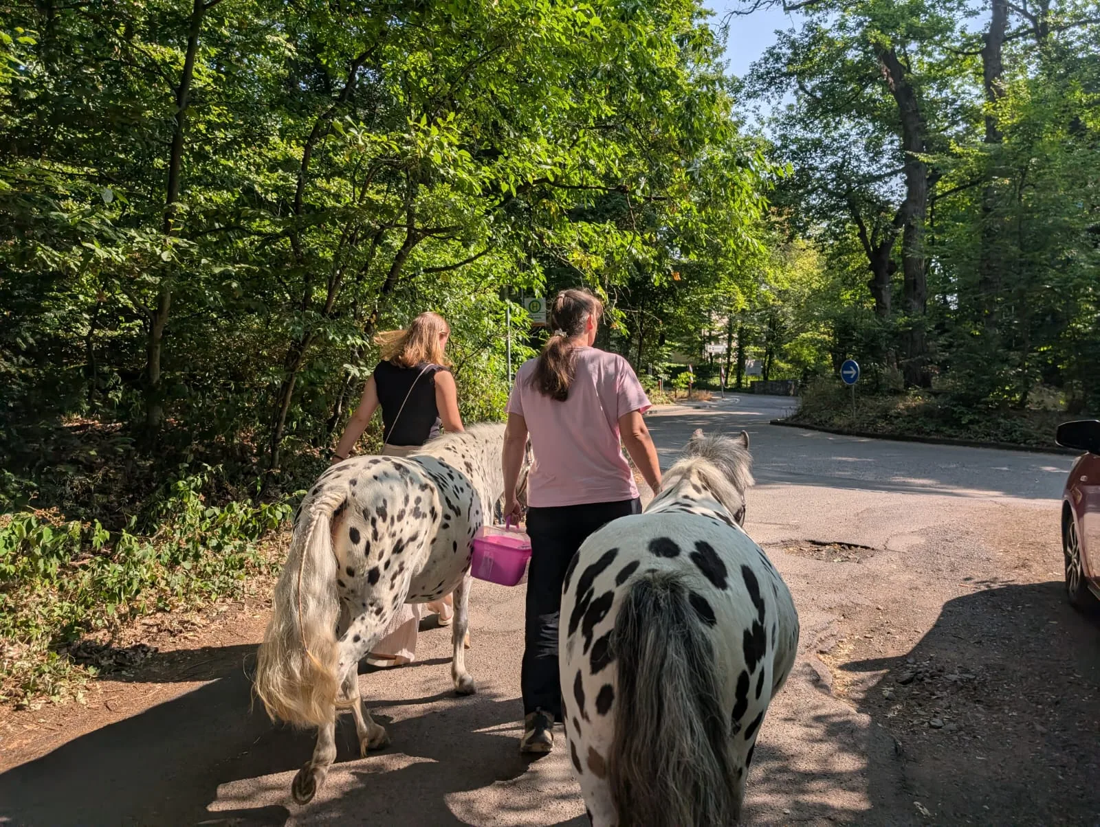 Zwei Ponys mit Betreuerinnen auf dem Weg zur Einrichtung